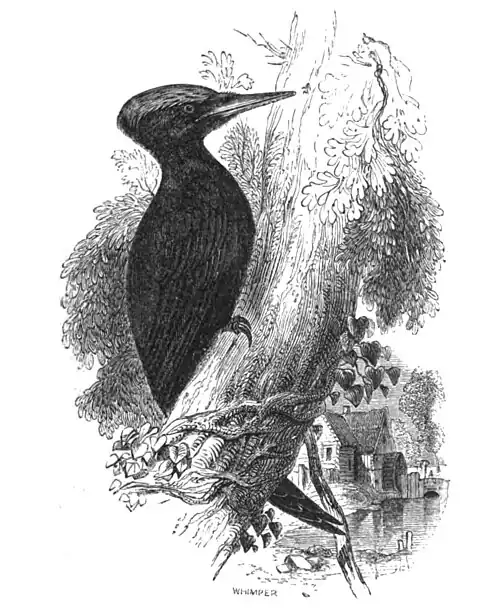 Great Spotted Woodpecker