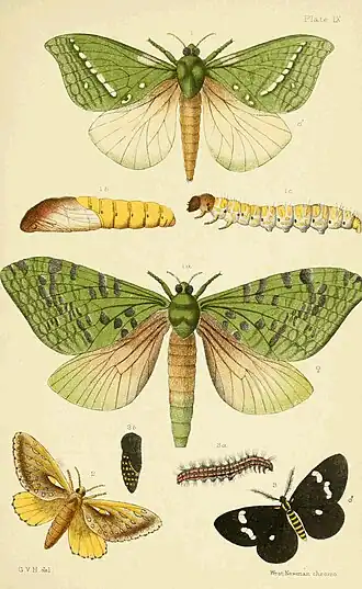 Plate IX.