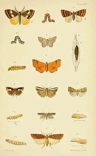 Plate XII.