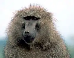 A Baboon