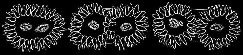 PSM V01 D272 Multiplication of polyps by spontaneous fission.jpg