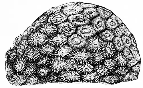 PSM V01 D273 Coral.jpg