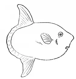 PSM V11 D549 Sunfish.jpg