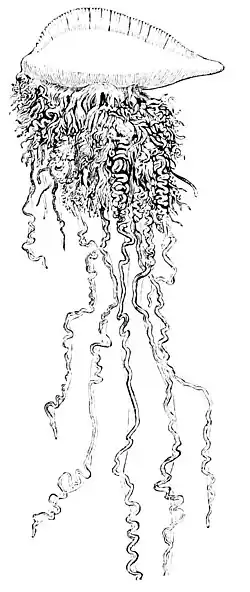 PSM V13 D332 Portuegese man of war.jpg