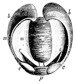 PSM V13 D423 Teredo valve muscles.jpg