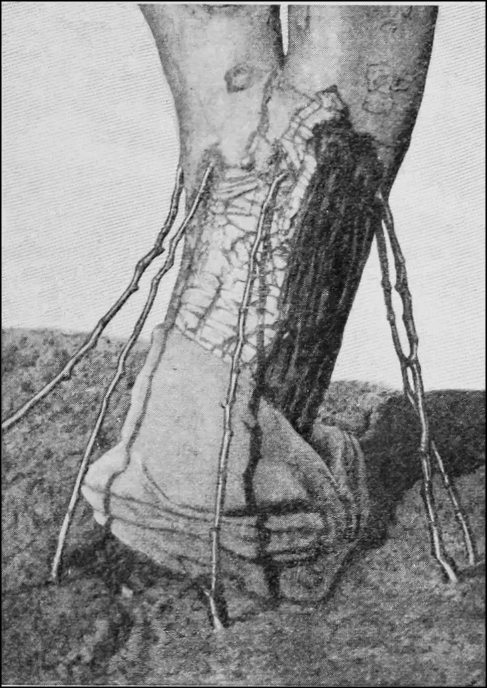 image of pear tree with the grafted roots