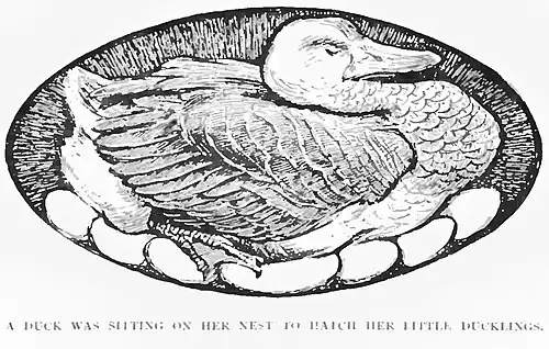 A duck siting on her nest to hatch her little ducklings.