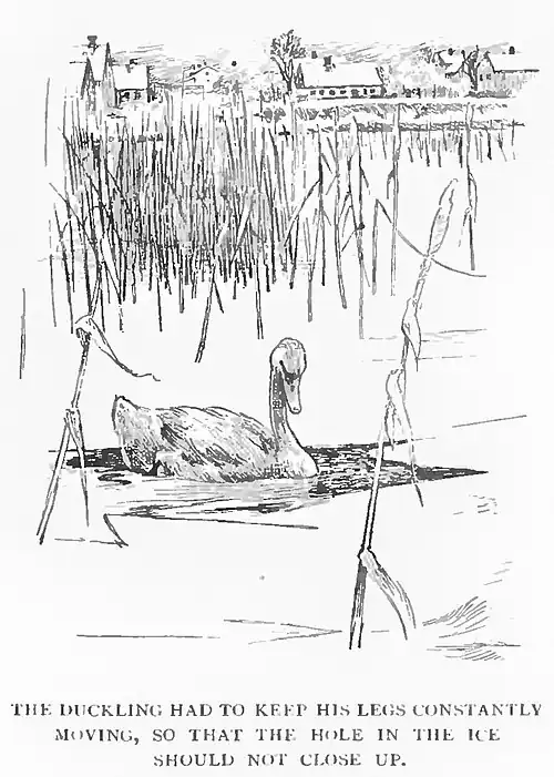 THE DUCKLING HAD TO KEEP HIS LEGS CONSTANTLY MOVING, SO THAT THE HOLE IN THE ICE SHOULD NOT CLOSE UP.