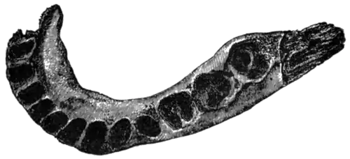 Palæolithic Man and Terramara Settlements in Europe, 0048c.png