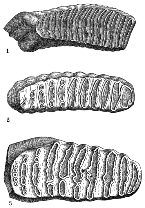 Palæolithic Man and Terramara Settlements in Europe, 0077.png