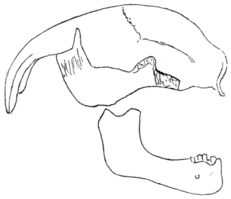 Palæolithic Man and Terramara Settlements in Europe, 0161.png