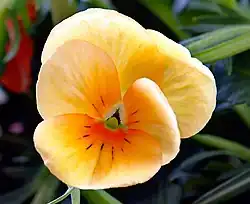 A pansy, a flower with regular pale yellow petals