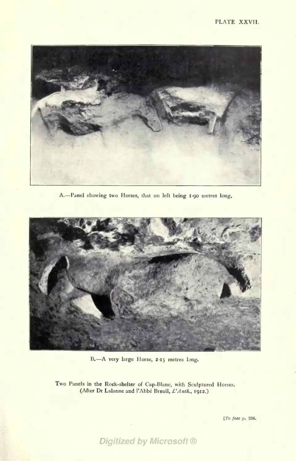 A.—Panel showing two Horses, that on left being 1.90 metres long. B.—A very large Horse, 2.15 metres long. Two Panels in the Rock-shelter of Cap-Blanc, with Sculptured Horses (After Dr Lalanne and 1'Abbe Breuil, L'Anth., 1912.) [To face p. 236.
