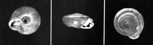 Polygyra (Erymodon) hertleini