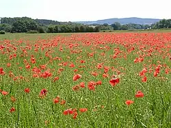 A field of poppies