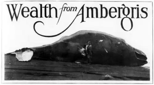 Wealth from Ambergris