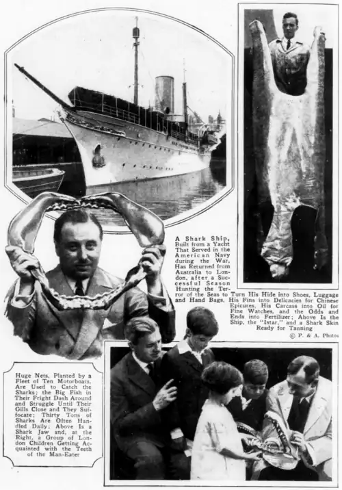 Huge Nets, Planted by a Fleet of Ten Motorboats, Are Used to Catch the Sharks: the Big Fish in Their Fright Dash Around and Struggle Until Their Gills Close and They Suffocate; Thirty Tons of Sharks Are Often Handled Daily: Above Is a Shark Jaw and, at the Right, a Group of London Children Getting Acquainted with the Teeth of the Man-Eater A Shark Ship, Built from a Yacht That Served in the American Navy during the War, Has Returned from Australia to London, after a Successful Season Hunting the Terror of the Seas to Turn His Hide into Shoes, Luggage and Hand Bags, His Fins into Delicacies for Chinese Epicures, His Carcass into Oil for Fine Watches, and the Odds and Ends into Fertilizer: Above Is the Ship, the "Istar," and a Shark Skin Ready for Tanning P. & A. Photos