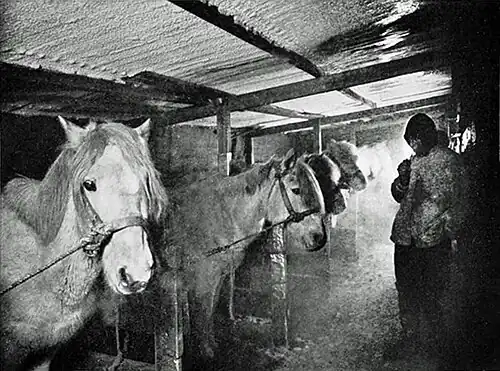 Photo of a row of ponies in a stable with a frosty ceiling and a man observing them