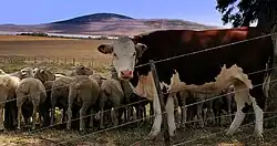 Photograph of a cow and several sheep behind a fence