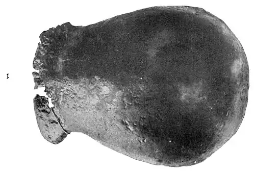 Smithsonian Report (1898), 0531a.jpg