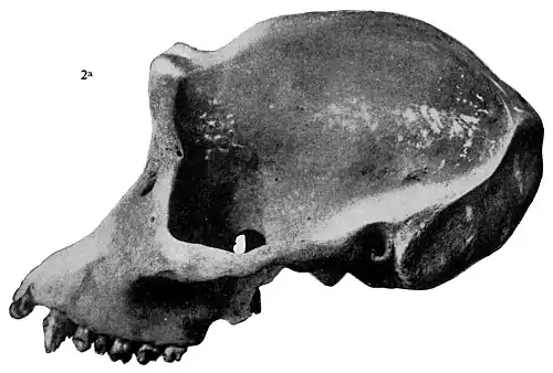 Smithsonian Report (1898), 0535b.jpg