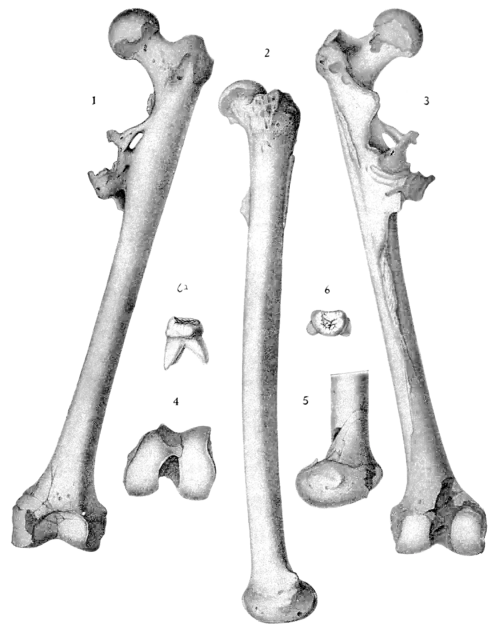 Smithsonian Report (1898), 0543.png