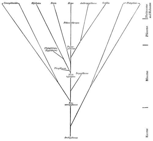 Smithsonian Report (1898), 0547.png