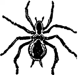 The Seal of the Spider