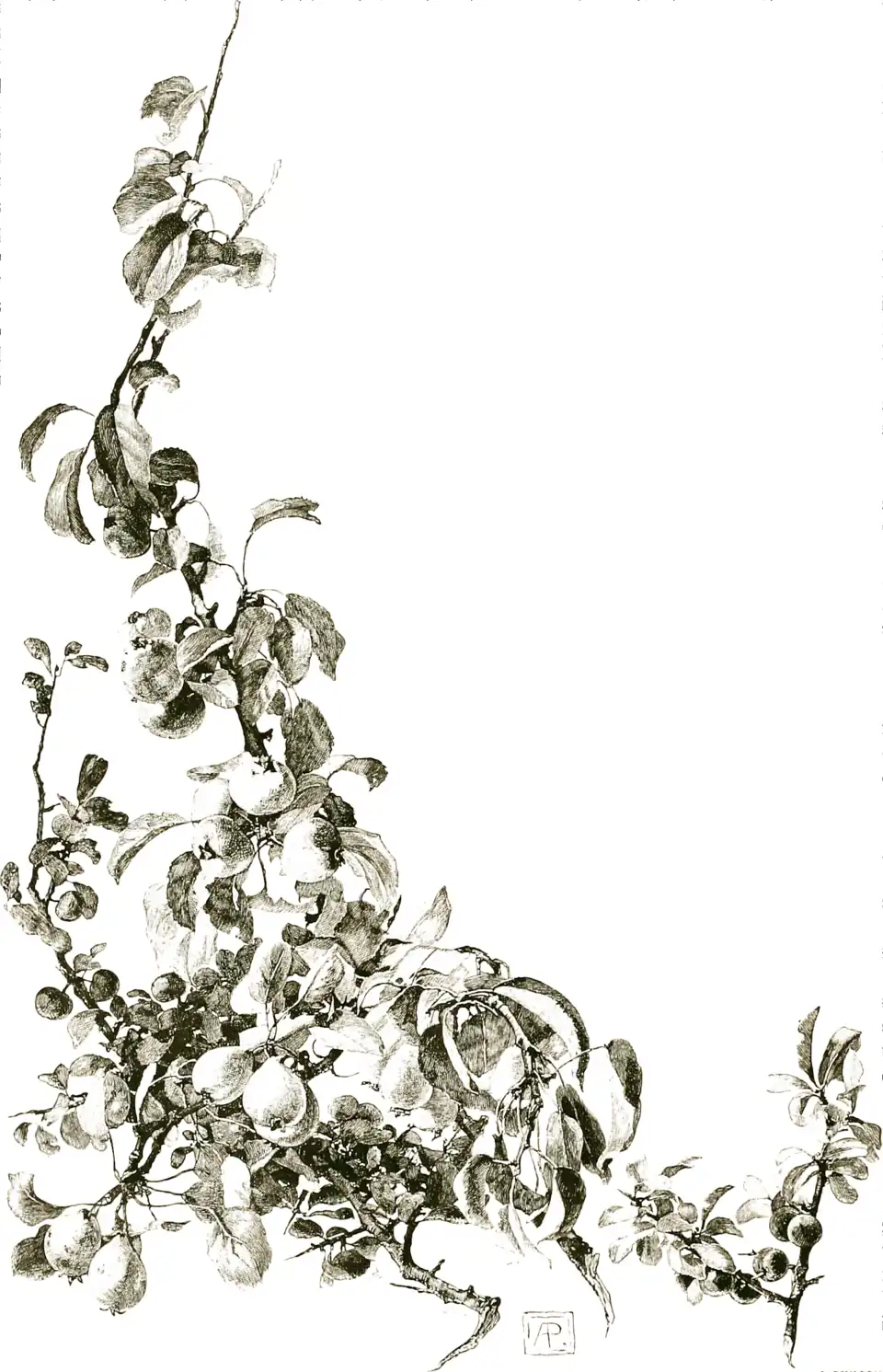 "The hedge rows, were full, as they are to this day, of wild apples, wild pears, and 'crabs'."