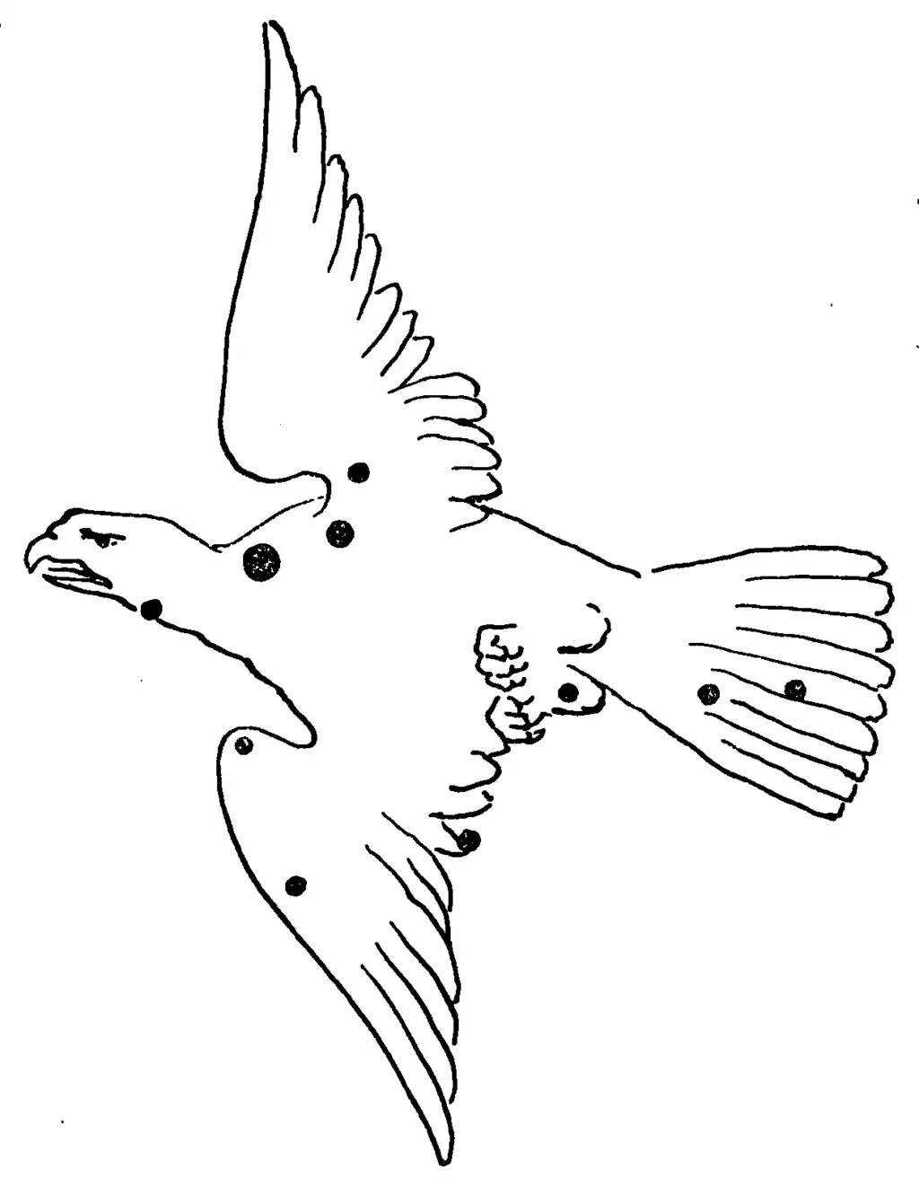 The constellation Aquila pictured as an Eagle with the major stars denoted