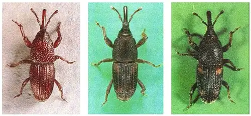 Figure 1. Grain weevils: Left, Granary weevil adult; center, Rice weevil adult, right, Maize weevil adult.