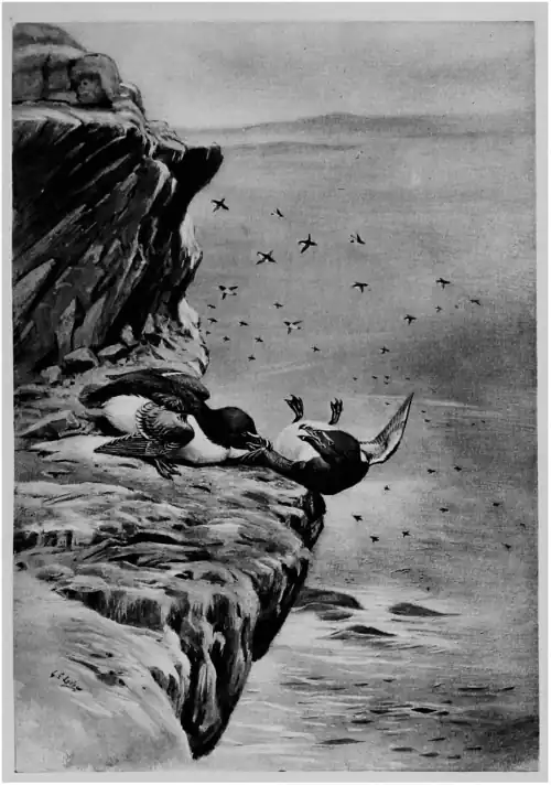 Territory in bird life p97