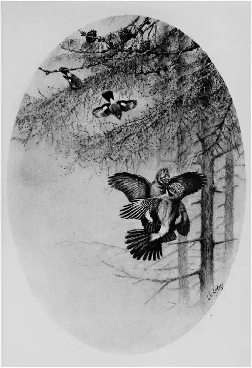 Territory in bird life p158