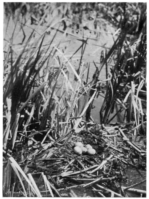 NEST AND EGGS OF HOLBOELL'S GREBE