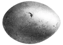 Buffy white, nest stained