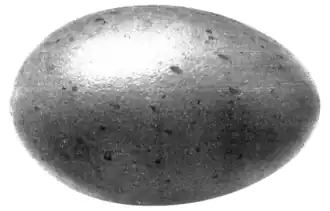 EGG OF LOON Dark greenish brown