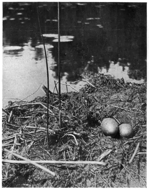 NEST AND EGGS OF LOON