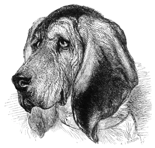 Head of Bloodhound.