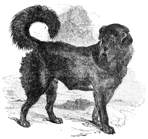 The Thibet Dog.