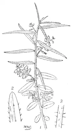 P. bulbothrix Dunn I.