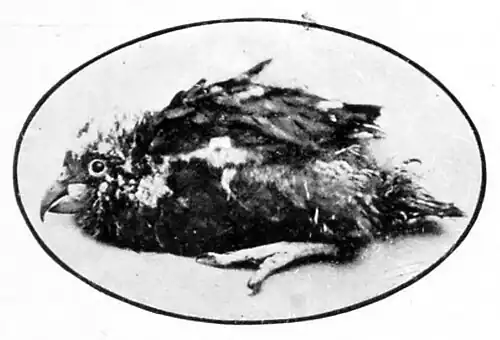 Baby kea with rumpled feathers facing left.