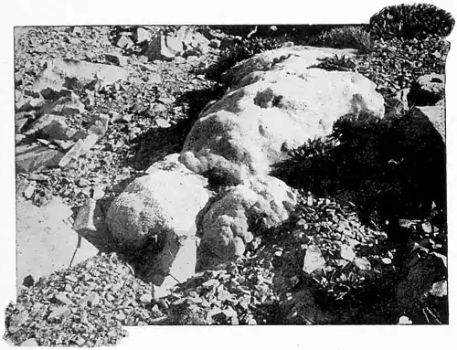 The vegetable sheep plant (which looks like sheep wool) on a rock surrounded by shingle.