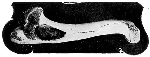 bone of medium length, curved at both ends, one end broken open to expose marrow