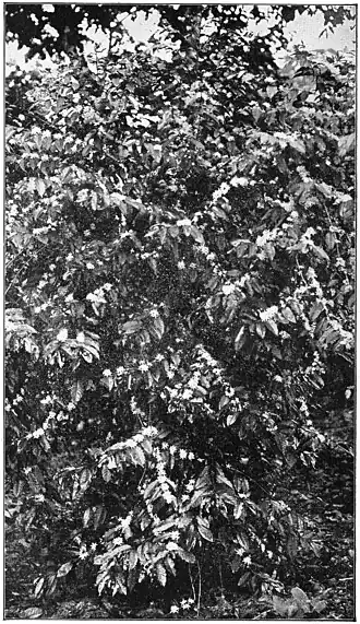 A Coffee Tree in Full Bloom, Island of Guam