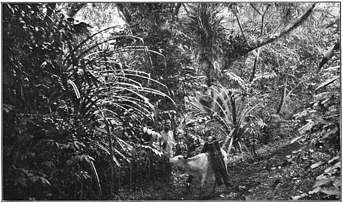 The Forest, Island of Guam