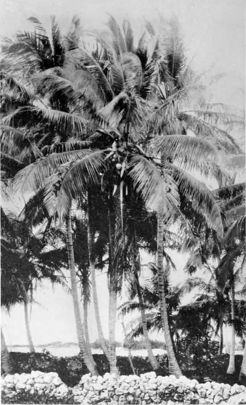 Coco Palms