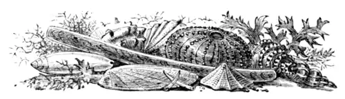 The ocean and its wonders - Page 50