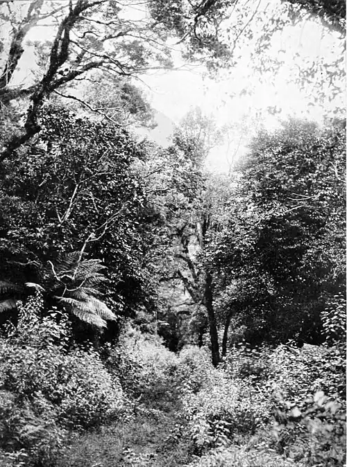 Bush and smaller trees and tree-ferns with taller trees towering above, with a glimpse of the sky in the upper right-hand side