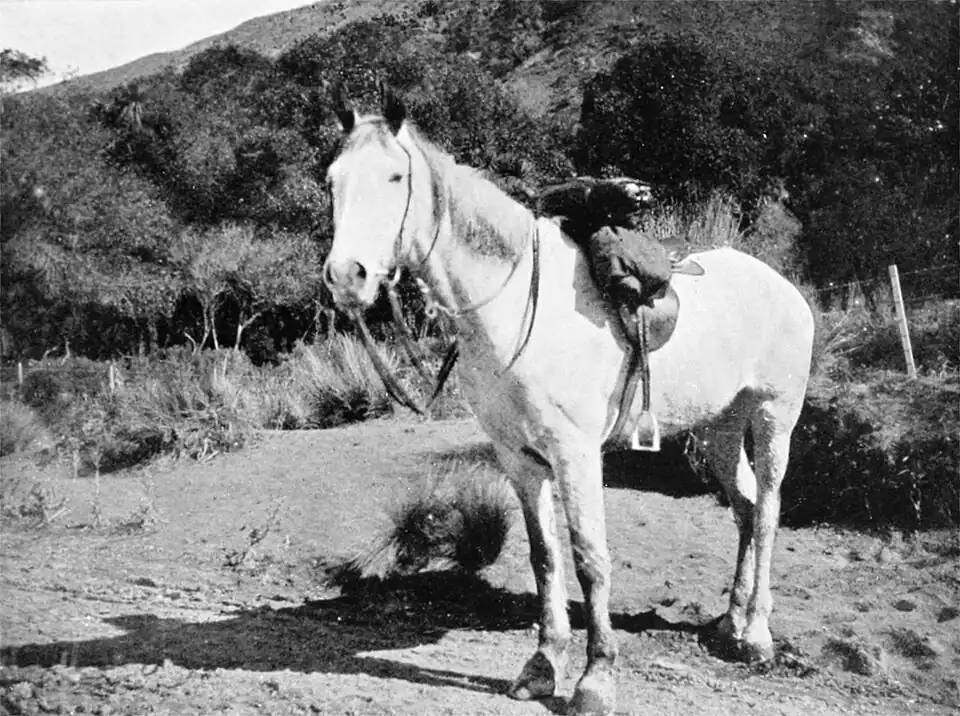 A white horse, saddled, standing in a n open space with a bushy hill in the background