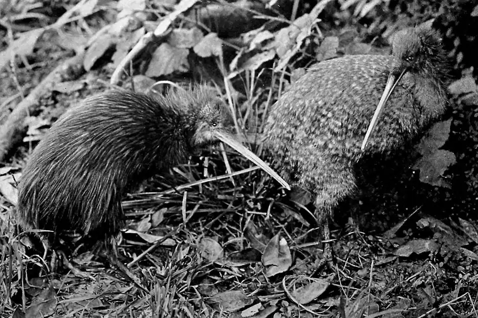 Two kiwis in the undergrowth
